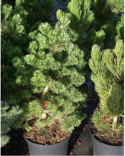 Сосна гірська Гном | Сосна горная Гном | Pinus mugo Gnom