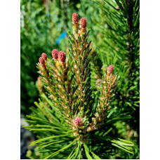 Сосна гірська Гном | Сосна горная Гном | Pinus mugo Gnom