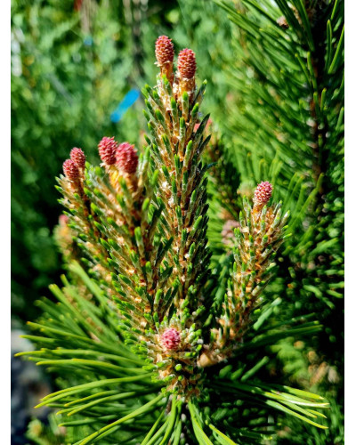 Сосна гірська Гном | Сосна горная Гном | Pinus mugo Gnom