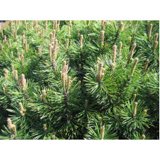 Сосна гірська Гном | Сосна горная Гном | Pinus mugo Gnom