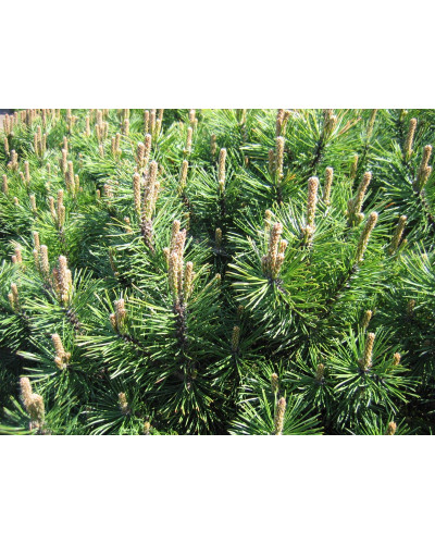 Сосна гірська Гном | Сосна горная Гном | Pinus mugo Gnom