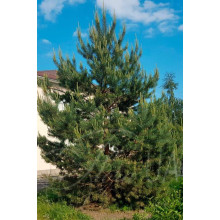 Сосна звичайна | Сосна обыкновенная | Pinus sylvestris