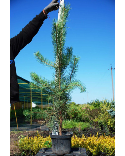 Сосна звичайна | Сосна обыкновенная | Pinus sylvestris