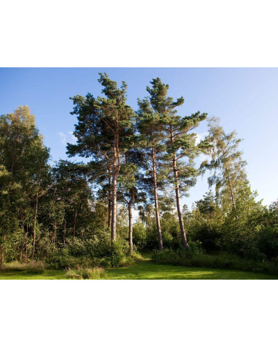 Сосна звичайна | Сосна обыкновенная | Pinus sylvestris