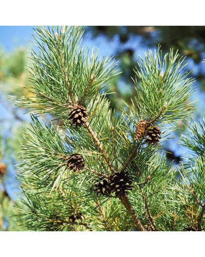 Сосна звичайна | Сосна обыкновенная | Pinus sylvestris