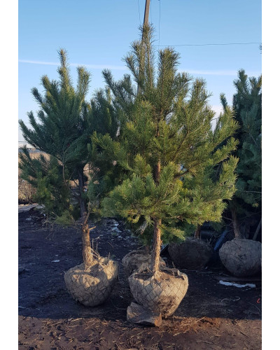 Сосна звичайна | Сосна обыкновенная | Pinus sylvestris