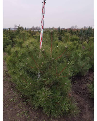 Сосна звичайна | Сосна обыкновенная | Pinus sylvestris