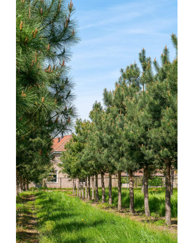 Сосна звичайна | Сосна обыкновенная | Pinus sylvestris