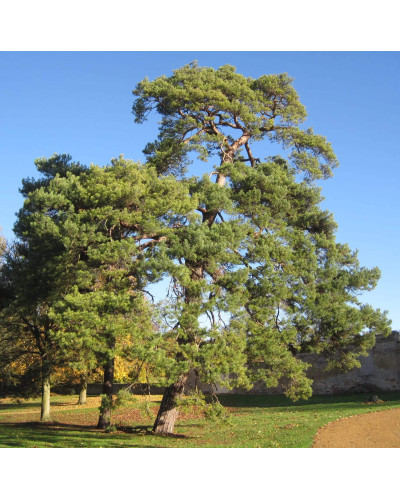 Сосна звичайна | Сосна обыкновенная | Pinus sylvestris