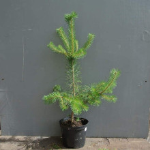 Сосна звичайна | Сосна обыкновенная | Pinus sylvestris