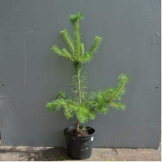 Сосна звичайна | Сосна обыкновенная | Pinus sylvestris