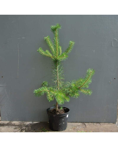 Сосна звичайна | Сосна обыкновенная | Pinus sylvestris