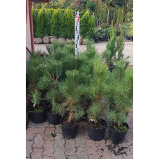 Сосна звичайна | Сосна обыкновенная | Pinus sylvestris