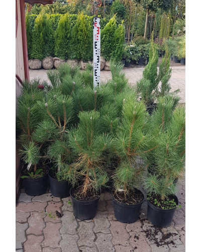 Сосна звичайна | Сосна обыкновенная | Pinus sylvestris