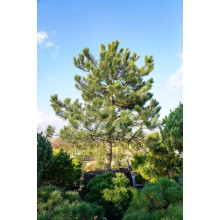 Сосна звичайна | Сосна обыкновенная | Pinus sylvestris
