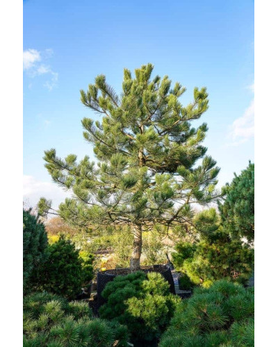 Сосна звичайна | Сосна обыкновенная | Pinus sylvestris