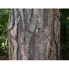 Сосна звичайна | Сосна обыкновенная | Pinus sylvestris
