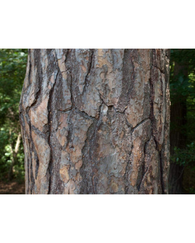 Сосна звичайна | Сосна обыкновенная | Pinus sylvestris