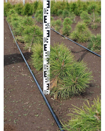 Сосна звичайна | Сосна обыкновенная | Pinus sylvestris