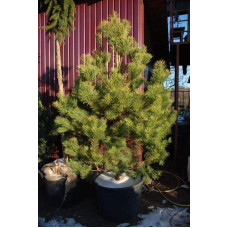 Сосна звичайна | Сосна обыкновенная | Pinus sylvestris