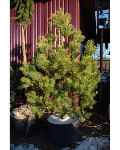 Сосна звичайна | Сосна обыкновенная | Pinus sylvestris