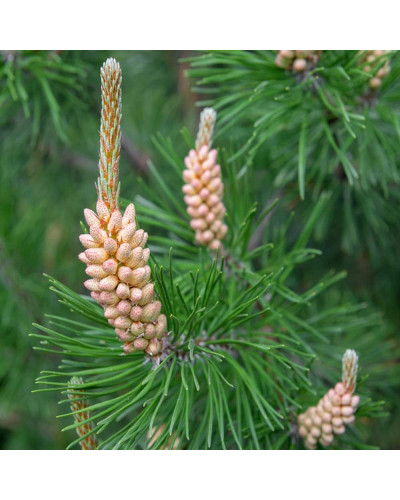Сосна звичайна | Сосна обыкновенная | Pinus sylvestris