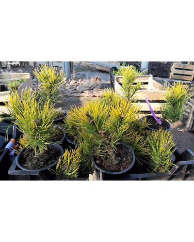 Сосна гiрська Вінтер Голд | Сосна горная Винтер Голд | Pinus mugo Winter Gold