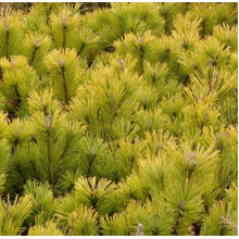 Сосна гiрська Вінтер Голд | Сосна горная Винтер Голд | Pinus mugo Winter Gold
