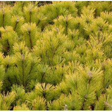 Сосна гiрська Вінтер Голд | Сосна горная Винтер Голд | Pinus mugo Winter Gold