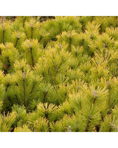 Сосна гiрська Вінтер Голд | Сосна горная Винтер Голд | Pinus mugo Winter Gold