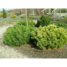 Сосна гiрська Вінтер Голд | Сосна горная Винтер Голд | Pinus mugo Winter Gold