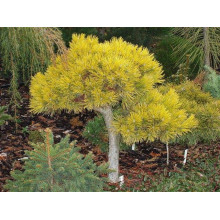 Сосна гiрська Вінтер Голд | Сосна горная Винтер Голд | Pinus mugo Winter Gold