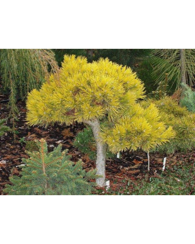 Сосна гiрська Вінтер Голд | Сосна горная Винтер Голд | Pinus mugo Winter Gold