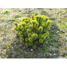 Сосна гiрська Вінтер Голд | Сосна горная Винтер Голд | Pinus mugo Winter Gold