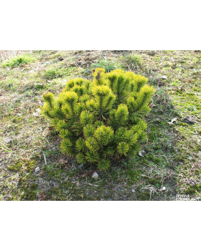 Сосна гiрська Вінтер Голд | Сосна горная Винтер Голд | Pinus mugo Winter Gold