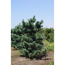 Сосна дрібноквіткова Негішi | Pinus parviflora Negishi | Сосна мелкоцветковая Негиши