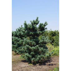 Сосна дрібноквіткова Негішi | Pinus parviflora Negishi | Сосна мелкоцветковая Негиши