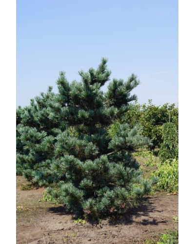 Сосна дрібноквіткова Негішi | Pinus parviflora Negishi | Сосна мелкоцветковая Негиши