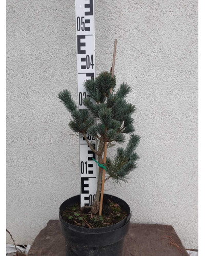 Сосна дрібноквіткова Негішi | Pinus parviflora Negishi | Сосна мелкоцветковая Негиши