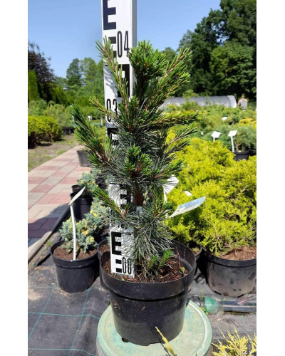 Сосна дрібноквіткова Негішi | Pinus parviflora Negishi | Сосна мелкоцветковая Негиши