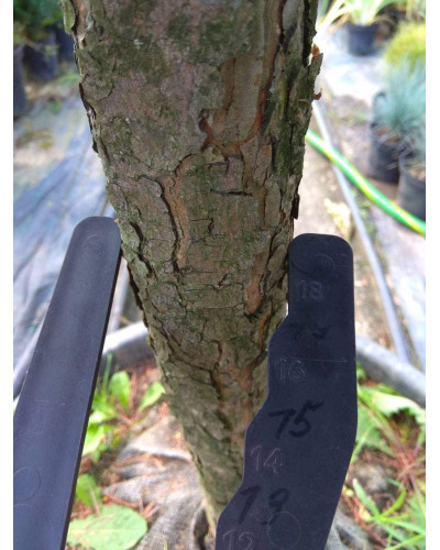 Сосна дрібноквіткова Негішi | Pinus parviflora Negishi | Сосна мелкоцветковая Негиши