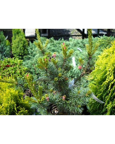 Сосна дрібноквіткова Негішi | Pinus parviflora Negishi | Сосна мелкоцветковая Негиши