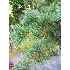 Сосна дрібноквіткова Негішi | Pinus parviflora Negishi | Сосна мелкоцветковая Негиши