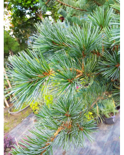 Сосна дрібноквіткова Негішi | Pinus parviflora Negishi | Сосна мелкоцветковая Негиши