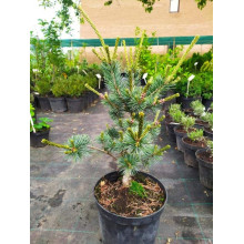 Сосна дрібноквіткова Негішi | Pinus parviflora Negishi | Сосна мелкоцветковая Негиши