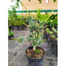 Сосна дрібноквіткова Негішi | Pinus parviflora Negishi | Сосна мелкоцветковая Негиши
