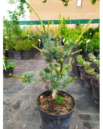 Сосна дрібноквіткова Негішi | Pinus parviflora Negishi | Сосна мелкоцветковая Негиши