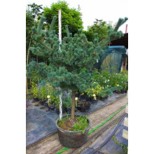 Сосна дрібноквіткова Негішi | Pinus parviflora Negishi | Сосна мелкоцветковая Негиши