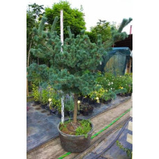 Сосна дрібноквіткова Негішi | Pinus parviflora Negishi | Сосна мелкоцветковая Негиши