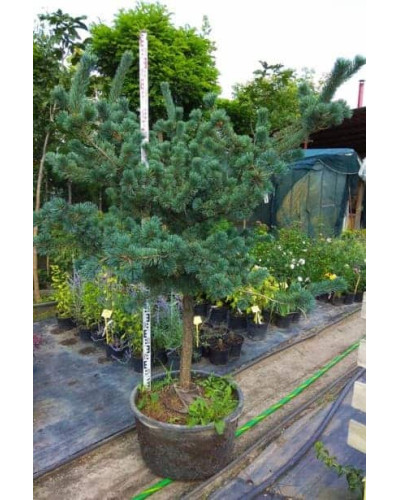 Сосна дрібноквіткова Негішi | Pinus parviflora Negishi | Сосна мелкоцветковая Негиши
